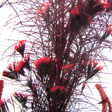 Load image into Gallery viewer, Crimson and Black Feather Fascinator