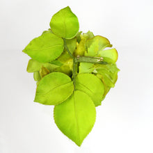 Load image into Gallery viewer, Kimono Rose